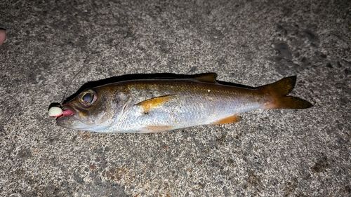 ムツの釣果