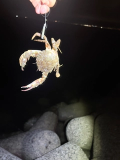 ガザミの釣果