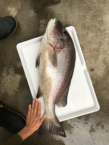 コロダイの釣果