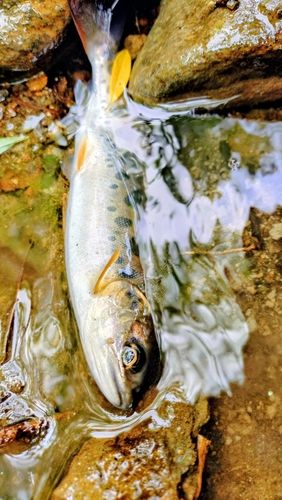 ヤマメの釣果