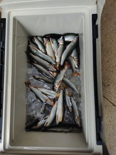 アユの釣果