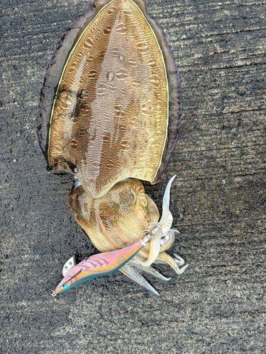 モンゴウイカの釣果