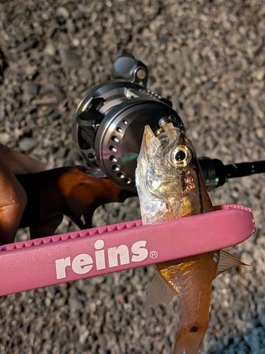 ネンブツダイの釣果