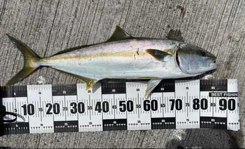 ヒラマサの釣果