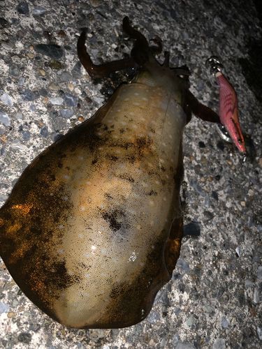 アオリイカの釣果