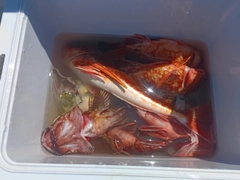 カサゴの釣果