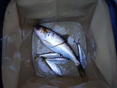 釣果