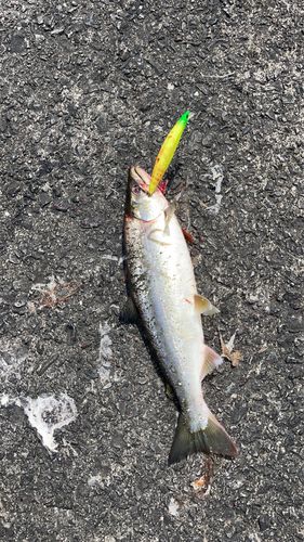 サクラマスの釣果