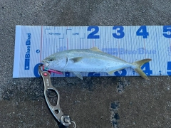 イナダの釣果