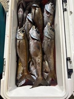 ムツの釣果