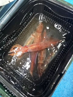 ケンサキイカの釣果