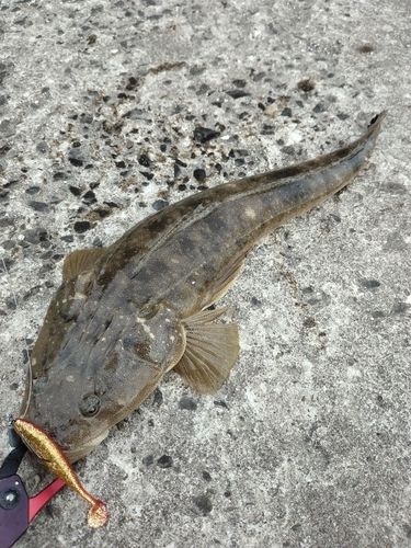 マゴチの釣果