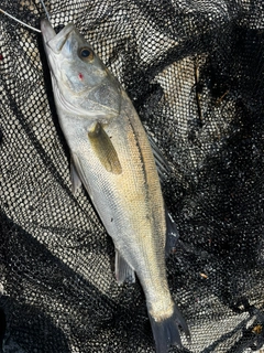 スズキの釣果