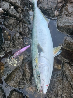 ワラサの釣果