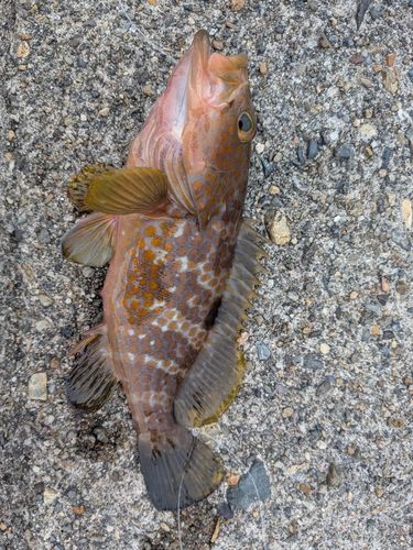 アコウの釣果