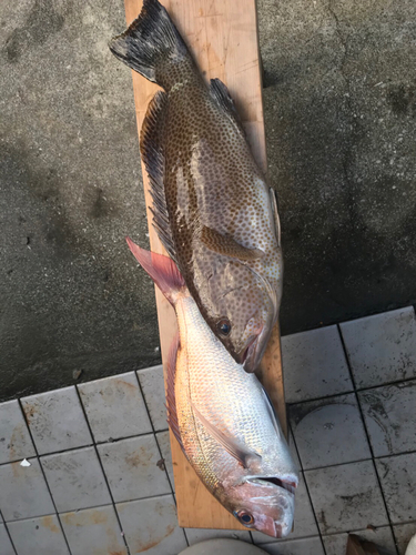 マダイの釣果