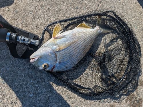 ヘダイの釣果