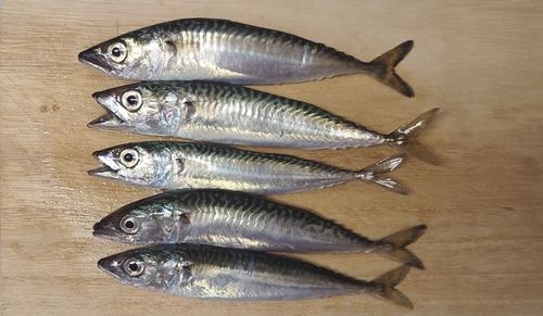 サバの釣果