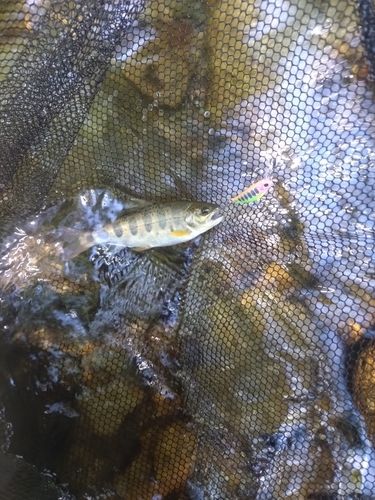 ヤマメの釣果