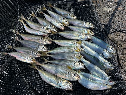 マアジの釣果