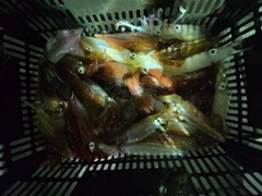 ケンサキイカの釣果