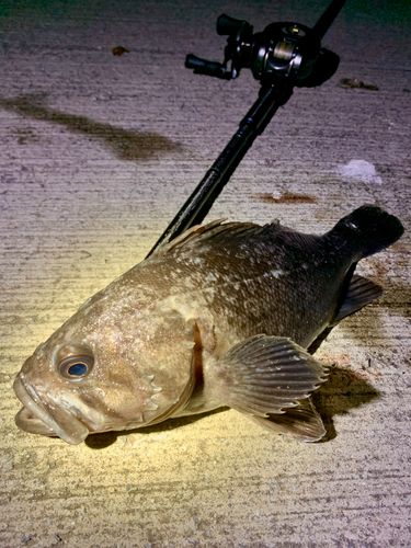 クロソイの釣果