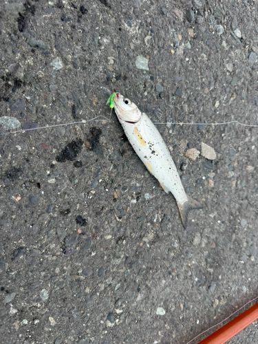 ウグイの釣果