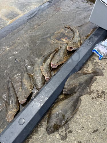 エソの釣果