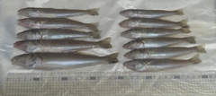 キスの釣果