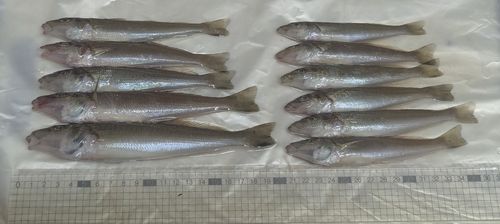 キスの釣果