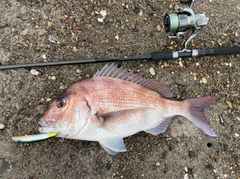 マダイの釣果