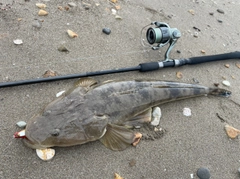 マゴチの釣果