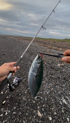 ソウダガツオの釣果