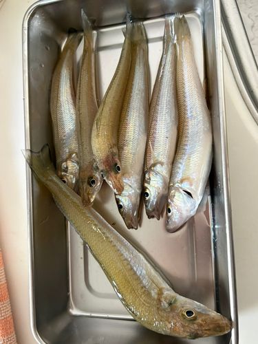 キスの釣果