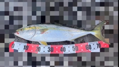 ブリの釣果