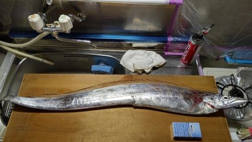 タチウオの釣果