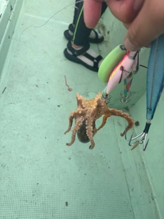 イイダコの釣果