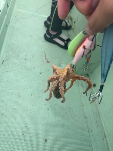 イイダコの釣果