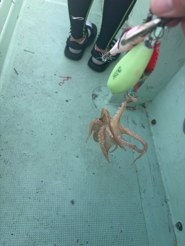 イイダコの釣果