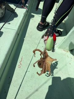 イイダコの釣果