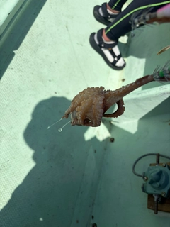 イイダコの釣果