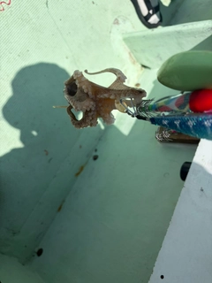 イイダコの釣果