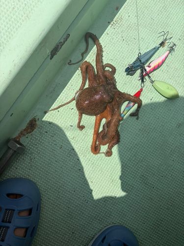 イイダコの釣果