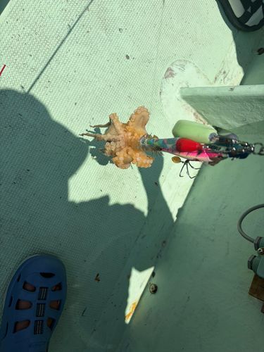 イイダコの釣果