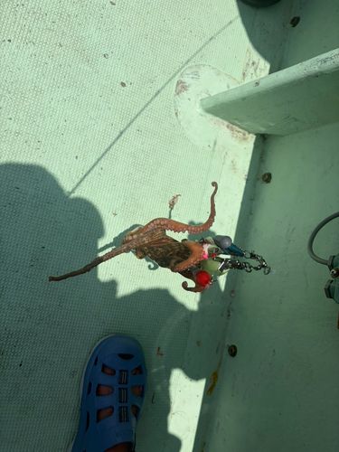 イイダコの釣果
