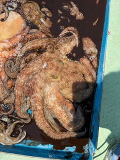 マダコの釣果