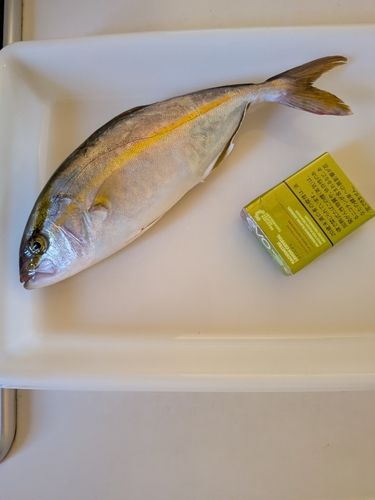 シオの釣果
