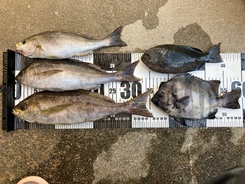 イサキの釣果