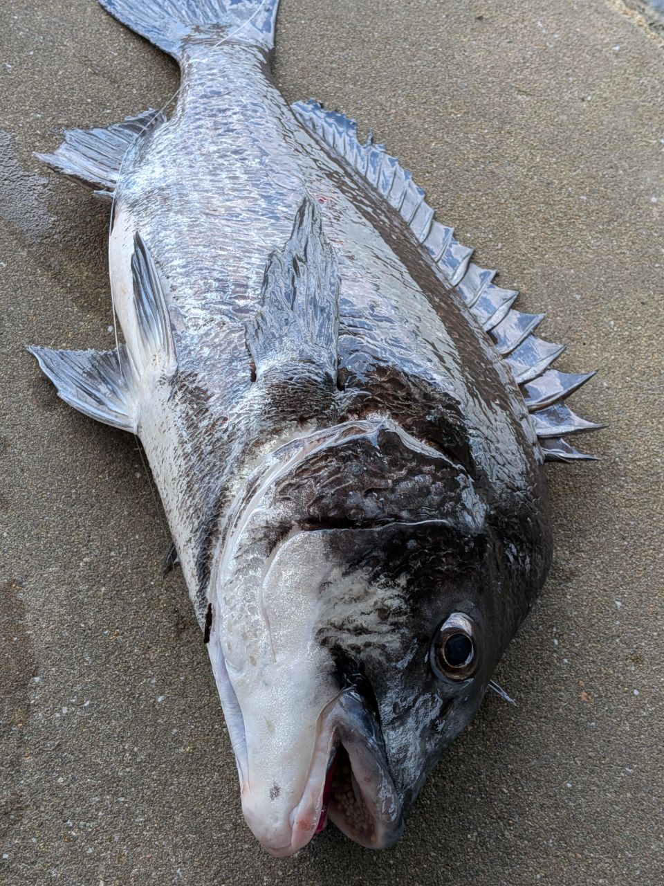 チヌの釣果写真