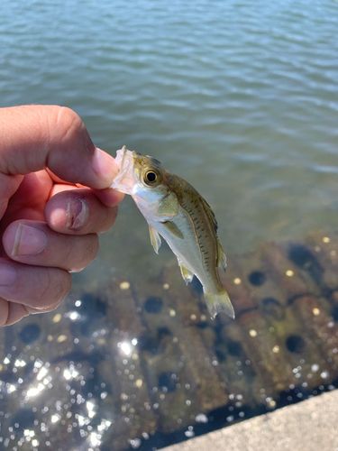 スズキの釣果